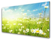 Panel Kuchenny Łąka Stokrotki Natura