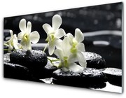 Obraz Akrylowy Storczyk Kamienie Roślina