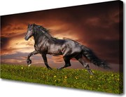 Obraz na płótnie Szlachetny Czarny Koń