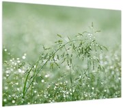 Obraz - Rosa na trawie (70x50 cm)