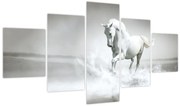 Obraz - Biały koń (125x70 cm)