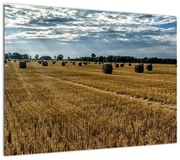 Obraz zebranego pola zboża (70x50 cm)