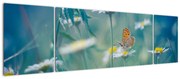 Obraz - Motyl na stokrotce (170x50 cm)