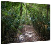 Obraz - Promienie słońca w dżungli (70x50 cm)