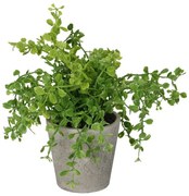 Eukaliptus w doniczce 16cm