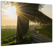 Obraz alei (70x50 cm)