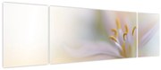 Obraz - Delikatny kwiat (170x50 cm)