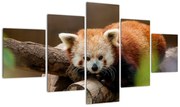Obraz czerwonej pandy (125x70 cm)
