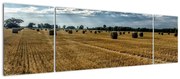 Obraz zebranego pola zboża (170x50 cm)