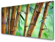 Obraz Akrylowy Bambus Natura Roślina