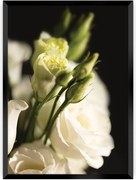 Plakat Dark Flowers I