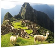 Obraz - Lamy na Machu Picchu (70x50 cm)