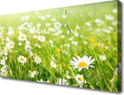 Duży obraz na płótnie Polana Białych Stokrotek