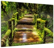 Obraz schodów w deszczowym pralesie (70x50 cm)