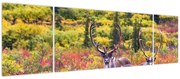 Obraz - Renifer tundrowy (170x50 cm)