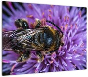 Obraz na szkle - pszczoła na kwiatku (70x50 cm)