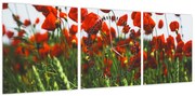 Obraz maków na wietrze (z zegarem) (90x30 cm)