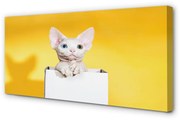 Obraz na płótnie Siedzący kot