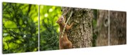 Obraz - wiewiórka (170x50 cm)