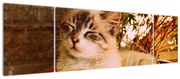 Obraz kota w doniczce (170x50 cm)
