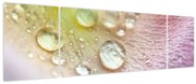 Obraz - Kropelki (170x50 cm)