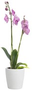 Ceramiczna doniczka ø 14 cm Thalia – Artevasi