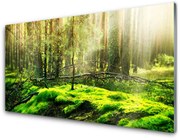 Obraz Akrylowy Mech Las Natura