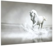 Obraz - Biały koń (70x50 cm)