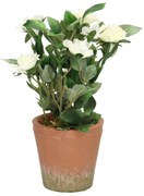 Dekoracja White Rose 24cm
