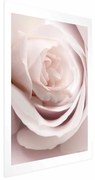 Plakat Porcelanowa róża 60x90 cm bez ramy z marginesem ARTGEIST B