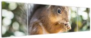 Obraz wiewiórki (170x50 cm)