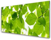 Panel Kuchenny Liście Natura Roślina