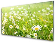 Obraz Akrylowy Łąka Stokrotki Natura