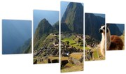Obraz - Lama i Machu Picchu (125x70 cm)