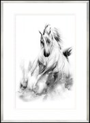 Obraz Koń Arabski 2, Seria Wiedeń