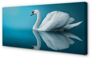 Obraz na płótnie Łabędź w wodzie