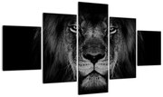 Obraz - lew i jego majestatyczność (125x70 cm)