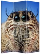 Parawan - Szczegół pająka (126x170 cm)