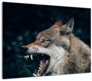 Obraz wilka (70x50 cm)