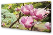 Obraz na płótnie Magnolia drzewa