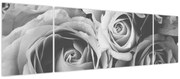 Obraz - Róża, czarno - biały (170x50 cm)