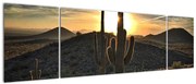 Obraz - kaktusy w słońcu (170x50 cm)