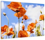 Obraz maków (70x50 cm)