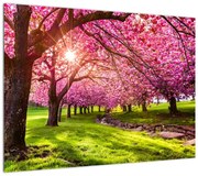 Obraz kwitnących czereśni, Hurd Park, Dover, New Jersey (70x50 cm)