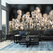 Fototapeta - Kwiat łąkowy (196x136 cm)