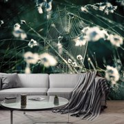 Fototapeta - Pajęczyna na łące (196x136 cm)