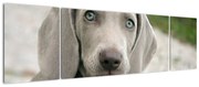 Obraz - weimarski szczeniak (170x50 cm)