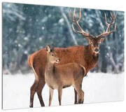Obraz Jelenia z łanią (70x50 cm)