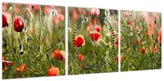 Obraz maków (z zegarem) (90x30 cm)
