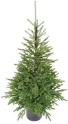 Choinka sztuczna w doniczce PE Świerk Karpacki 150cm 150LED